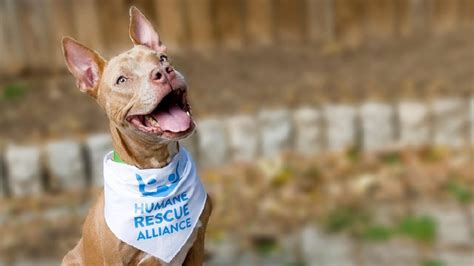 Humane rescue alliance washington dc - Find pets for adoption from foster homes in Washington, DC, through Humane Rescue Alliance. Learn how to adopt virtually and share your happy tail story.